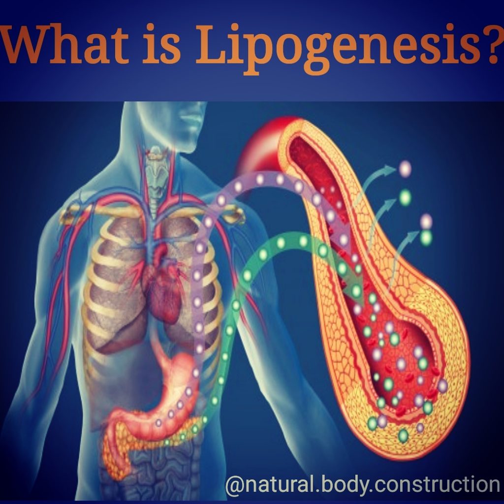 lipogenesis