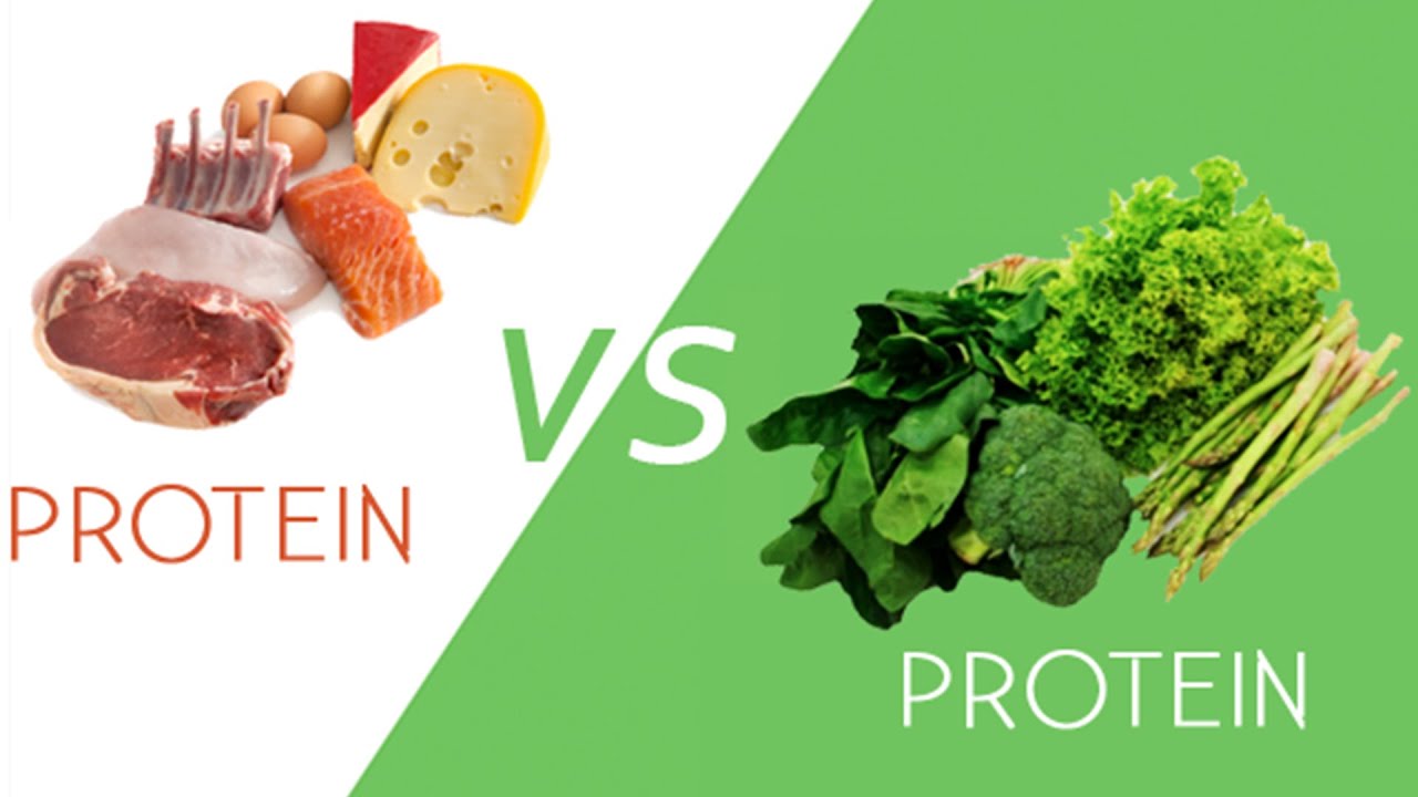 Animal vs Plant Protein What’s the Difference? Fitnessology
