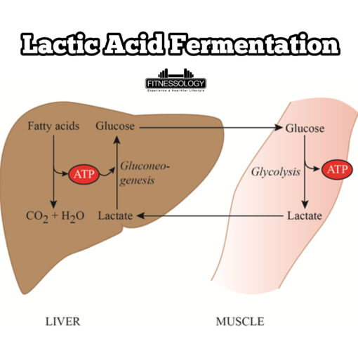 Lactic Acidosis And Exercise What You Need To Know Fitnessology